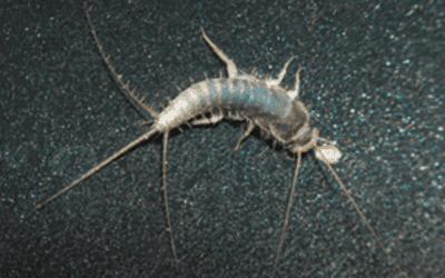 Eco-Friendly Green Pest Control for Silverfish in Pompano: Natural Solutions for a Pest-Free Home