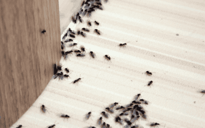 Ants in Your Miami Home? Eco-Friendly Pest Control Tips for a Cleaner, Greener Space