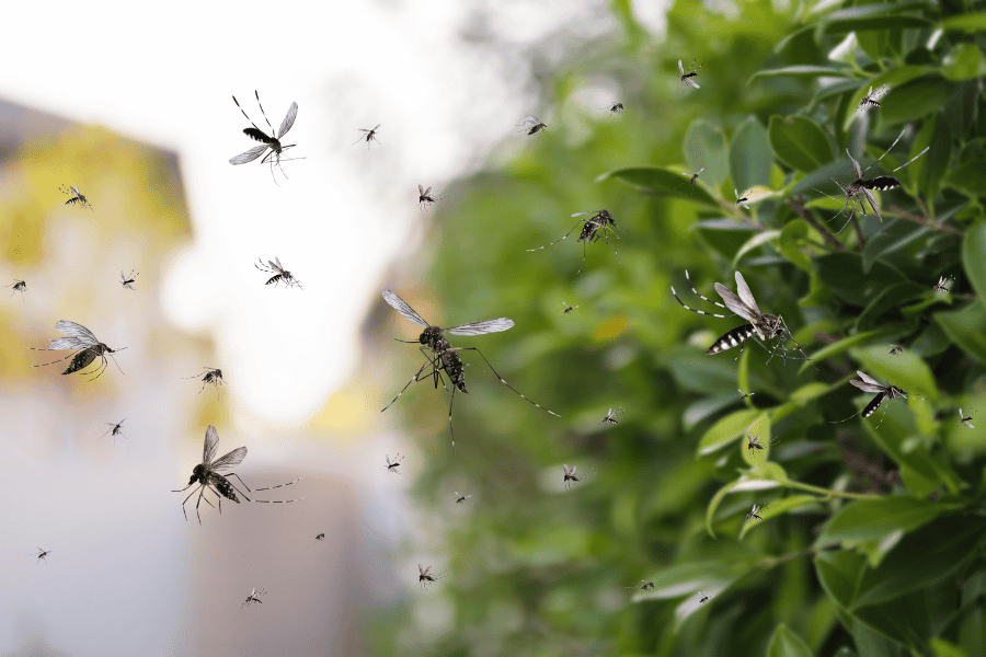 Transforming Your Naples Yard into a Mosquito-Free Paradise with Green Pest Control