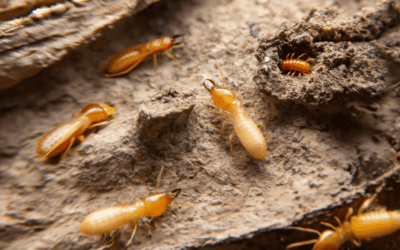 Termite Prevention Tactics for Eco-Friendly Homes in Bonita Springs