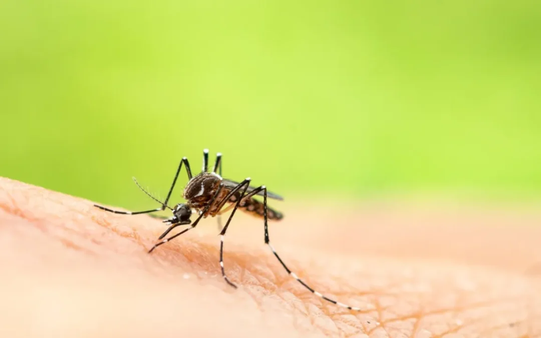 Miami’s Mosquito Problem: Tips for a Pest-Free Backyard