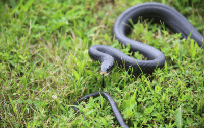 Snake Removal: What To Know About Snake Pest Control